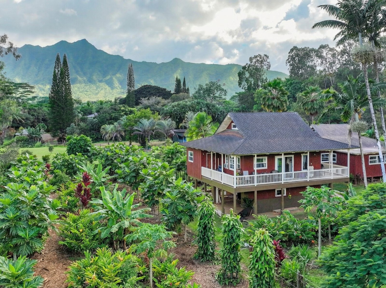 Vision: Mountain view agroforestry